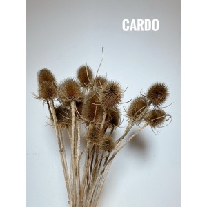 FIORI SECCHI - MAZZO DI CARDO